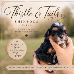 Murdock - Black gold and white male Shihpoo puppy in Hudson, Florida from Thistle & Tails Shihpoos