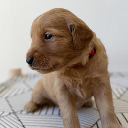 Dolley - Red - Dark golden female Golden Retriever puppy in San Martin, California from Church Creek Retrievers