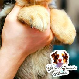 Bennett - Blue merle male Miniature Australian Shepherd puppy in Punta Gorda, Florida from Christie's Creekside Aussies