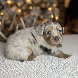 Miniature Australian Shepherd Puppies from Quartz Creek Aussies