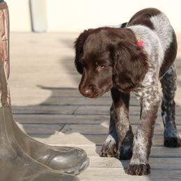 Small Munsterlander Pointer Puppies from Vom Eiswald Kleine Munsterlander