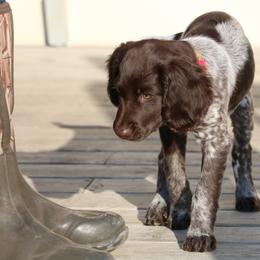Small Munsterlander Pointer Puppies from Vom Eiswald Kleine Munsterlander