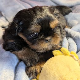 Girl 1 - Black and tan female Shih Tzu puppy in Port Huron, Michigan from Shih Tzu Cottage