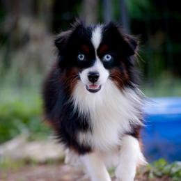 Maximus - Toy Australian Shepherd