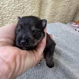 Candy - Salt and pepper female Miniature Schnauzer puppy in Comanche, Texas from Circle R Sidney