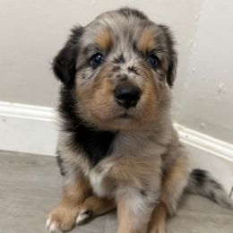 Bluebell - Blue merle female Australian Shepherd puppy in East Hartford, Connecticut from CT Aussies