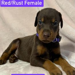 Purple Collar - Red and rust female Doberman Pinscher puppy in Lake City, Florida from Paintedcrazy Doberman Pinchers