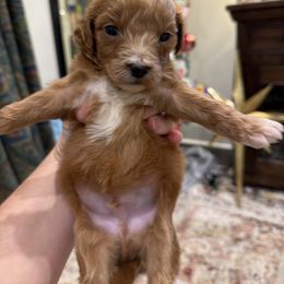 Boy 5 - Red  male Goldendoodle puppy in Meridian, Mississippi from Magnolia Poodles and Doodles