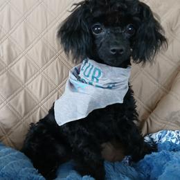 Elsie - Poodle