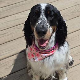 Francie - English Springer Spaniel