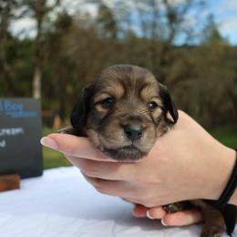Bolt (Red collar) - Cream male Dachshund puppy in Prospect, Oregon from Spunky Sausage Pups