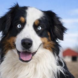 Sheridan - Australian Shepherd