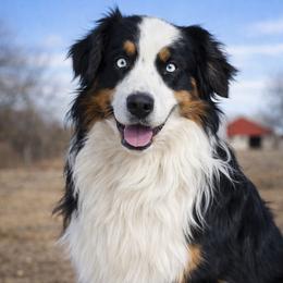 Sheridan - Australian Shepherd