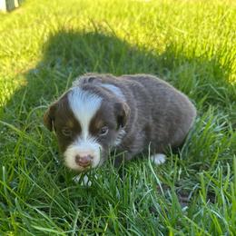 Cupid - Red tri-color male Australian Shepherd puppy in Otis, Oregon from Heritage Hill Aussies