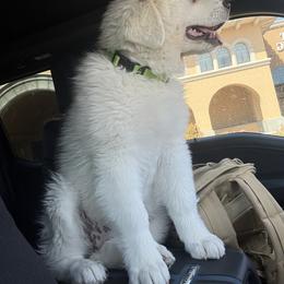 Great Pyrenees Puppies from Outlaw Acres Farm & Kennels