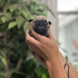 Boy 1 - Fawn male Pug puppy in New Haven, Indiana from Milan Pugs