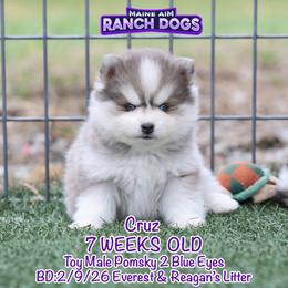 Cruz - Blue male Pomsky puppy in Humeston, Iowa from M.A.R. Dogs