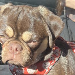 Pugs from J&B Pugs