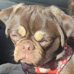 Pugs from J&B Pugs