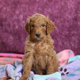 Goldendoodle Puppies from Faith Breeders