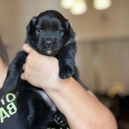 Sparkle - Black & white female Australian Shepherd puppy in Devine, Texas from Sun Kissed Aussies