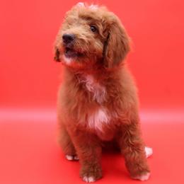 Keith Urban - Red male Aussiedoodle puppy in Payson, Utah from Country Sky Doodles