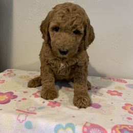 Pink girl - Red  Poodle puppy in Pleasant View, Utah from Rocky Mountain Poodles