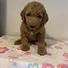 Pink girl - Red  Poodle puppy in Pleasant View, Utah from Rocky Mountain Poodles