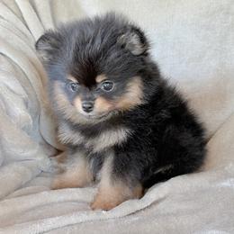 Wave - Black and tan male Pomeranian puppy in Coleman, Oklahoma from Pretty Poms