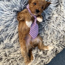 Goldendoodle Puppies from At The Cross Kennel