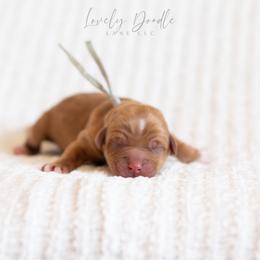 Grey Collar Boy - Caramel red male Australian Labradoodle puppy in Thousand Oaks, California from Lovely Doodle Lane