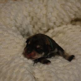 Comet - Salt and pepper male Miniature Schnauzer puppy in Dozier, Alabama from The Bearded Lady Miniature Schnauzers