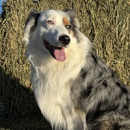 Australian Shepherds from 4B Ranch & Livestock, LLC