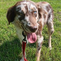Harle - Red merle female Miniature Australian Shepherd puppy in Greensboro, North Carolina from Small Mini/Toy Aussies