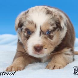 Patriot - Red merle male Miniature Australian Shepherd puppy in Weeki Wachee, Florida from Arlington's Mini Aussies