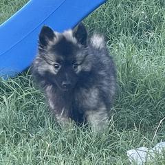 Keeshond Puppies from Kozy Keeshonden