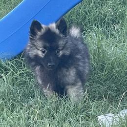 Keeshond Puppies from Kozy Keeshonden