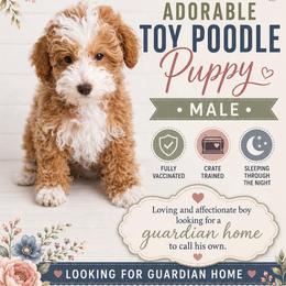 Rowdy - Apricot male Poodle puppy in Herriman, Utah from Gypsi Doodles & Poodles LLC.