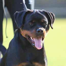 Atlanta - Rottweiler