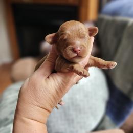 Hazel - Red female Cavapoo puppy in Mocksville, North Carolina from Hunting Creek Farms