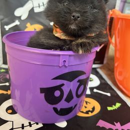 Pomeranian Puppies from Perez Pomeranians