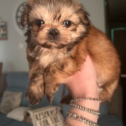 Latoya Boy 2 - Brindle male Shih Tzu puppy in Marion County, Tennessee from Jenkins Puppy Paradise