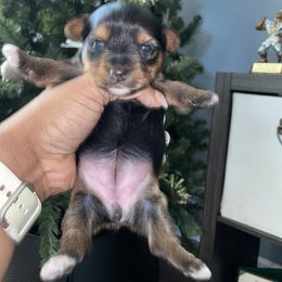 Girl 2 - Black and tan female Yorkshire Terrier puppy in Richland County, South Carolina from Nesha's Pawrific Tails