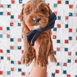 Sherman (Red Collar) - Red  male Goldendoodle puppy in Beaverton, Oregon from Henry Elliots