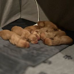 Boy 1 - Golden rust male Vizsla puppy in Chipley, Florida from GT Gundogs