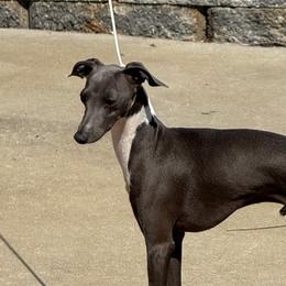 Cruz - Italian Greyhound