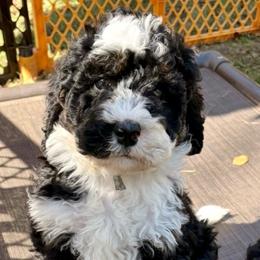 Green boy - Tri-color male Bernedoodle puppy in Lake, Michigan from 3 King Doodles & Poodles
