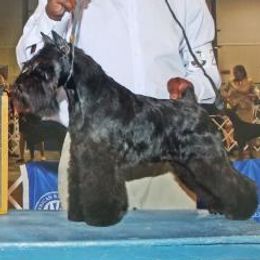 Dezi - Miniature Schnauzer
