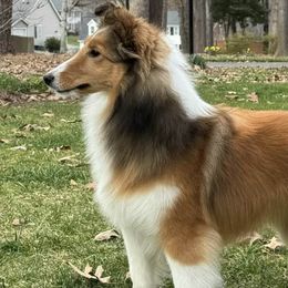 Belgian Sheepdogs and Shetland Sheepdogs from Indigo Hill Belgians & Shetland Sheepdogs