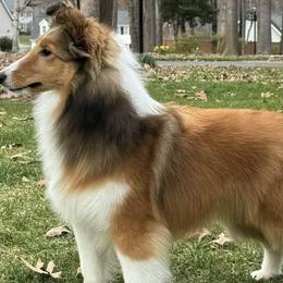 Belgian Sheepdogs and Shetland Sheepdogs from Indigo Hill Belgians & Shetland Sheepdogs